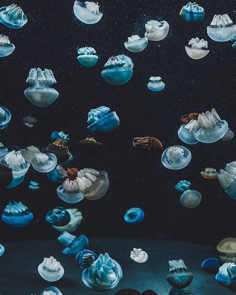 Animals Jellyfish Underwater World Aquarium Hd Phone Wallpaper Pxfuel