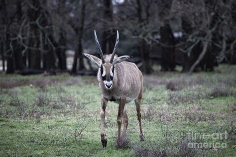 Roan Antelope V8 Photograph By Douglas Barnard Pixels