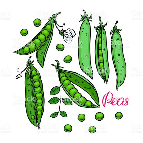 Cute Set Of Ripe Fresh Peas Hand Drawn Illustration Illustration Vector Art Stock Illustration