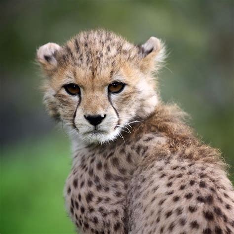 Pin By Sam B On Beautiful Big Cats Cheetah Cubs Chester Zoo Cheetah