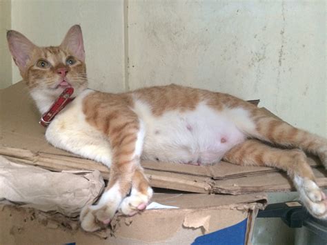 Many cats will give birth without needing any support from you, but watch at a distance in case your cat needs help. Is My Cat Pregnant? Or Is She Sick? | TheCatSite