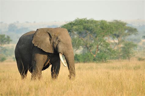 Bringing Awareness Of Poaching And Trafficking On World Elephant Day