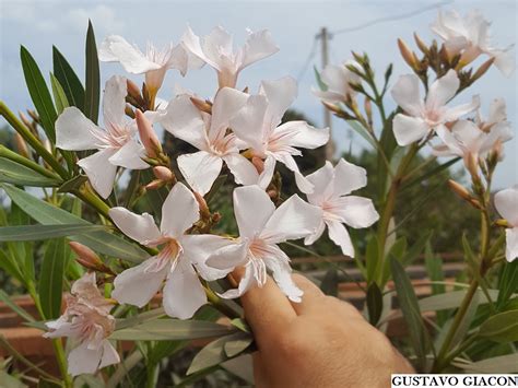 Viveiro Ciprest Plantas Nativas E Exóticas Espirradeira Lilás