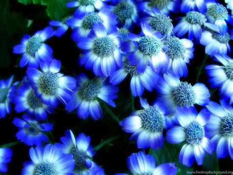 Hd Wallpaper Flower Blue Gambar Bunga