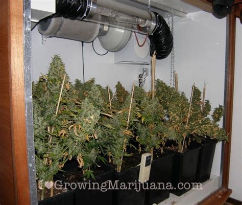The shelf will support the buckets a few inches above the bottom of the cabinet so i. How to Build an Indoor Marijuana Grow Room - I Love ...