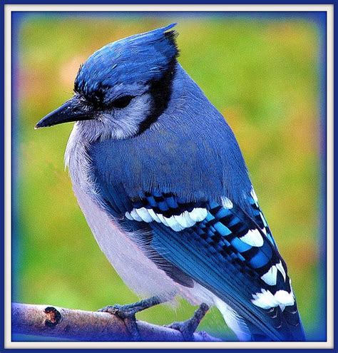 2.) titles that such as beautiful bird will catch the spam filter. 84 best Blue Jays images on Pinterest | Blue jay, Little ...