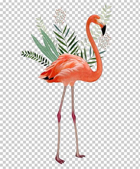 Desktop Bird Greater Flamingo Png Clipart Animals Beak