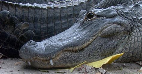 Man Arrested For Allegedly Tossing Alligator Into Wendys Drive Thru Cbs Miami