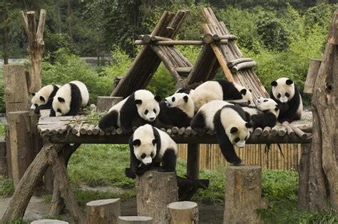 Dujiangyan Panda Base In Chengdu Tours Mapaddressfeatures Location