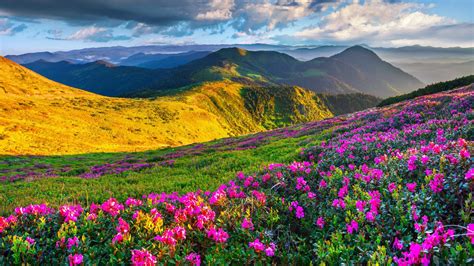 Beautiful Nature Area With Green Grass And Spring Flowers Mountain