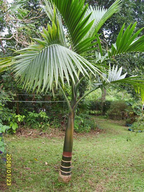 Champagne Palm (Hyophorbe indica) | Pa Kanu Ola, Garden of Life Essence