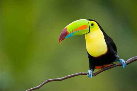 Download Branch Colorful Colors Bird Animal Toucan Hd Wallpaper
