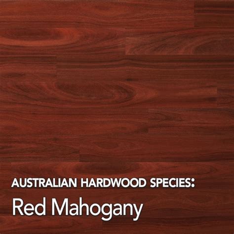 Red Mahogany Hardwood Timber Species Data Mr Timber Flooring