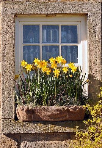 Palavre Daffodils Window Box Flowers Window Boxes Flower Boxes