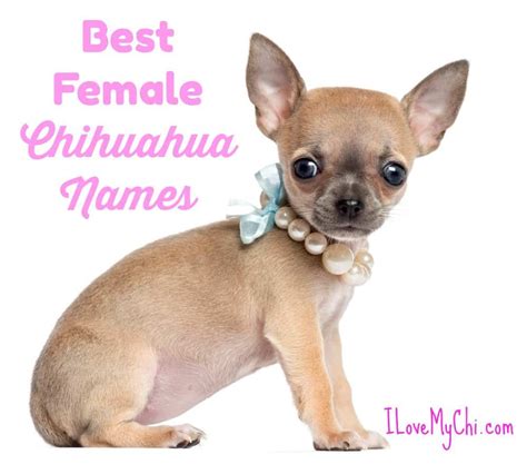 75 Dog Chihuahua Names Picture Bleumoonproductions