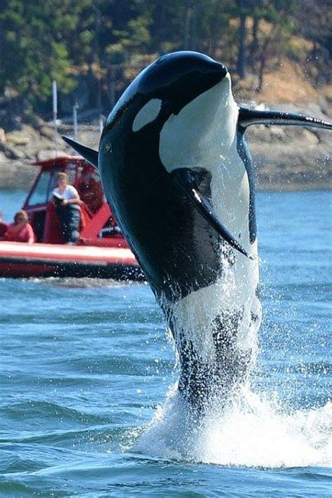 104 Year Old Granny Orca Spotted Leaping Wildly Out Of The Ocean