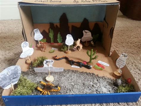 Sonoran Desert Biome Shoebox Diorama Ecosystems Projects Biomes