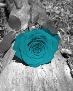 Beautiful Turquoise Rose Color Splash Photo Color Splash