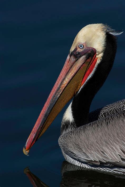 California Brown Pelican Portrait Photograph By Ram Vasudev Fine Art
