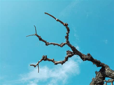 Leafless Trees With Branches And Twigs Against Blue Sky And Clouds
