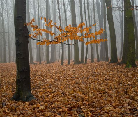 Foggy Forest I Free Stock Photo Public Domain Pictures