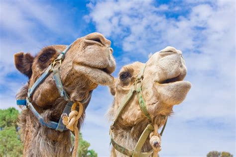 Camel Couple Stock Image Image Of Chew Closeup Desert 26862861