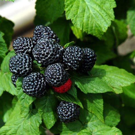 These plants usually (you will never catch a botanist saying always) have prickles or plants hybridize with each other all the time. Pequot Lakes Black Raspberry - Hartmann's Plant Company ...