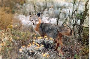 California Island Foxes Removed From Endangered Species