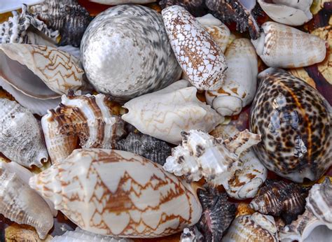 Sea Shells Nature Free Photo On Pixabay