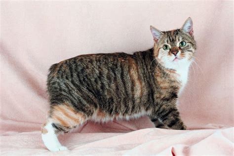 That is, they are designed so that some or because memory<t> and its related types can be accessed by multiple components or by multiple threads, it's important that developers follow some. Domestic Cat Species With the Longest Lifespan - Pets