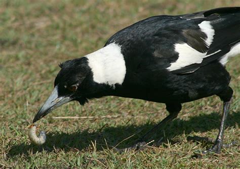 The australian magpie, cracticus tibicen, is conspicuously pied, with black and white plumage reminiscent of a eurasian magpie. File:Australian Magpie Digging Grub.jpg - Wikimedia Commons