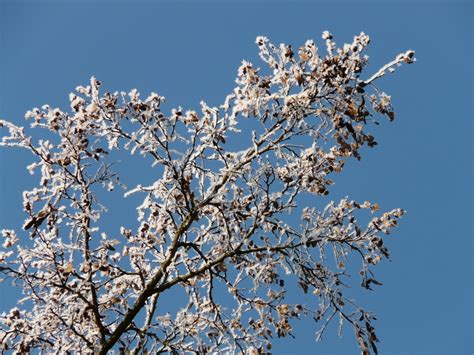 Fotos Gratis árbol Rama Frío Invierno Cielo Escarcha Primavera