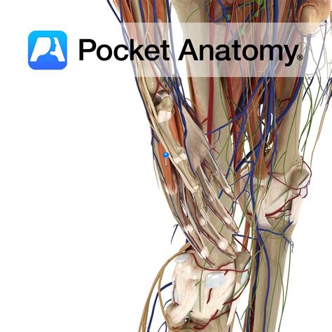 Dorsal Interossei Of Hand Pocket Anatomy
