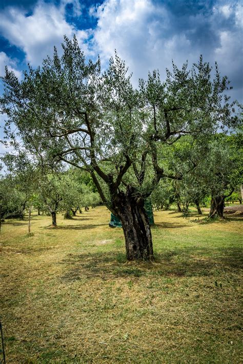 Olive Tree Pictures Download Free Images On Unsplash