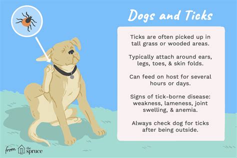 Ticks In Dogs