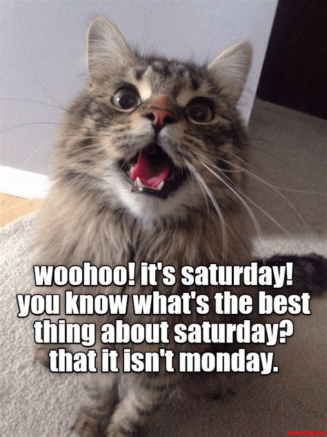 A Cat With Its Mouth Open And Its Saying Woohoo Its Saturday You Know