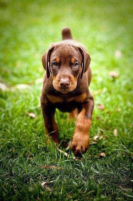 More About The Alert Doberman Pups Temperament Dobermandogs