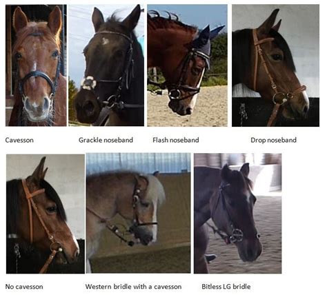 Example Photos Of The Different Types Of Bridles Used In The Present