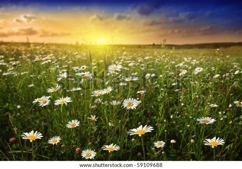 White Daisies Meadow Beautiful Sunset Stock Photo Edit Now 59109688
