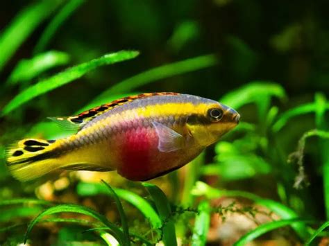 Kribensis Cichlid Care Guide And Species Profile Fishkeeping World