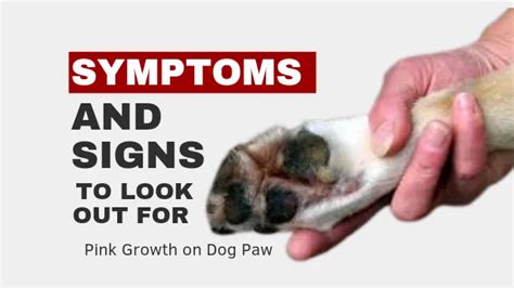 Pink Growth On Dog Paw Causes Treatment And Prevention Dog Visible