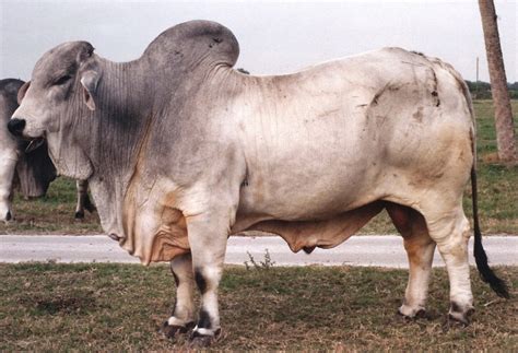 They have a lump between their shoulder blades, excess skin to help them cope with extreme weather conditions and loose dewlap. Brahman Herd Sires - TA Brahmans - Proven Tender Cattle