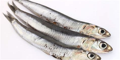 Cómo hacer boquerones en vinagre … el aperitivo más delicioso del mundo. Propiedades de los boquerones, ¡aprende a cocinarlos!