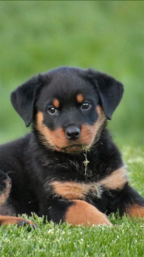 We guarantee you incredible times with our rottweiler puppies. Download wallpaper 938x1668 rottweiler, puppy, dog, lying ...