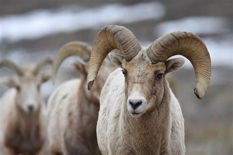 Bighorn Sheep Rams Rocky Mountain Bighorn Sheep Are The La Flickr