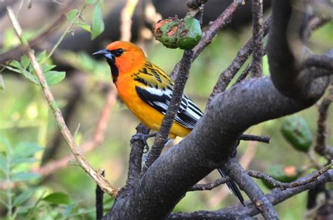 Black And Orange Birds Picture And Id Guide Bird Advisors