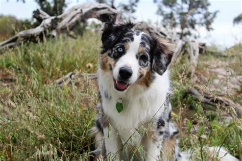 Border Collie Australian Shepherd Mix Puppies For Sale Near Me Border