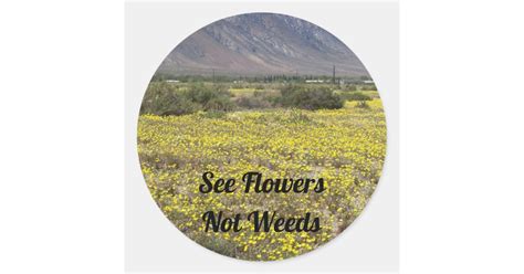 See Flowers Not Weeds Photo Of Yellow Wildflowers Classic Round Sticker