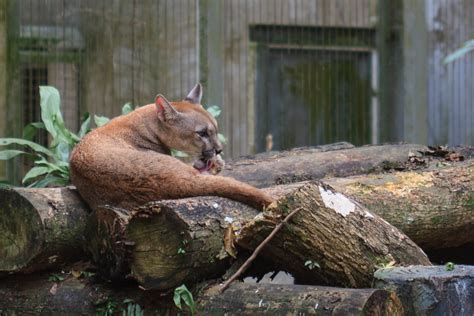 The zoo negara features about 400 species of malaysian and exotic mammals, reptiles and birds. Zoo Negara | Malaysia - Kuala Lumpur | Alexey Dumchev | Flickr