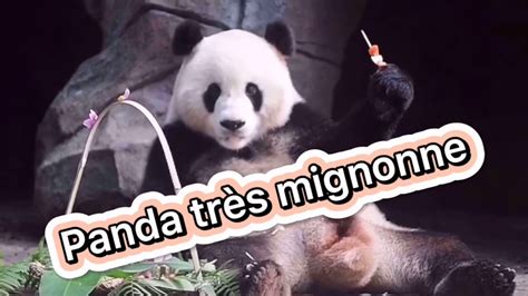Les Plus Mignonne Panda Dand La Monde Youtube